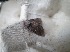 Dusky Marbled Brown (Gluphisia crenata)