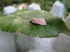 Small Wainscot (Denticucullus pygmina)