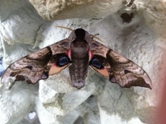 Eyed Hawk-moth (Smerinthus ocellata)