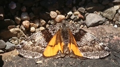 Orange Underwing (Archiearis parthenias)