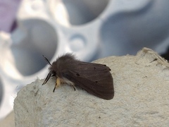 Muslin Moth (Diaphora mendica)