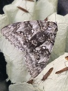 Clifden Nonpareil (Catocala fraxini)