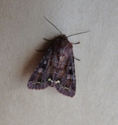 Broom Moth (Ceramica pisi)