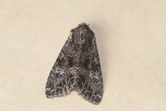 Dark Brocade (Mniotype adusta)