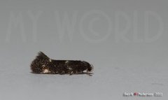 Black-headed Dwarf (Elachista atricomella)