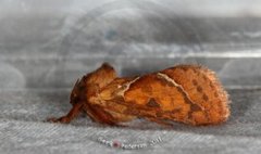 Orange Swift (Triodia sylvina)