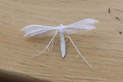 White Plume (Pterophorus pentadactyla)