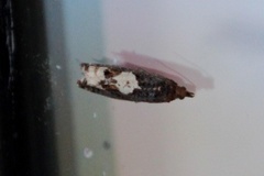 White-blotch Bell (Epinotia trigonella)