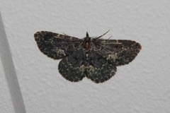 Waved Black (Parascotia fuliginaria)