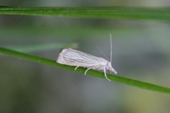 Garden Grass-veneer (Chrysoteuchia culmella)