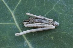 Bagworm Moths (Psychidae)