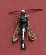 Red-belted Clearwing (Synanthedon myopaeformis)