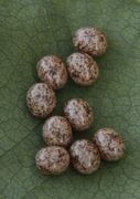 Oak Eggar (Lasiocampa quercus)