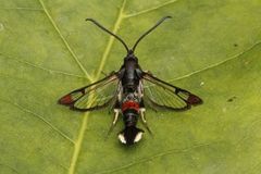 Red-tipped Clearwing (Synanthedon formicaeformis)