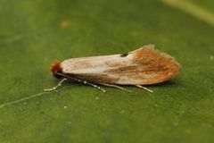 Fulvous Clothes Moth (Tinea semifulvella)