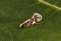 Yellow-backed Clothes Moth (Monopis obviella)