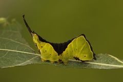 Puss Moth (Cerura vinula)