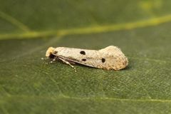 Bird’s-nest Moth (Tinea trinotella)