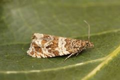 Silver-striped Marble (Celypha rivulana)