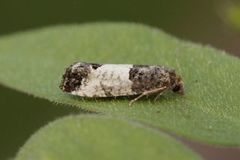 Bud Moth (Spilonota ocellana)