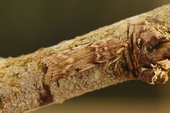 Gooseberry Knot-horn (Zophodia grossulariella)