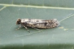 Brown-dotted Clothes Moth (Niditinea fuscella)