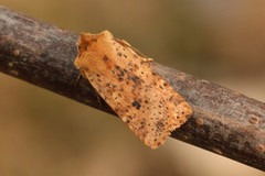 Dotted Chestnut (Conistra rubiginea)