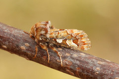 Pine Beauty Moth (Panolis flammea)