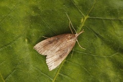 Buttoned Snout (Hypena rostralis)