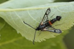 Large Red-belted Clearwing (Synanthedon culiciformis)