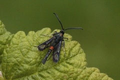 Red-belted Clearwing (Synanthedon myopaeformis)