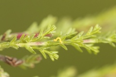 Small Grass Emerald (Chlorissa viridata)