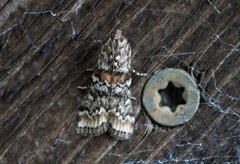 Dark Pine Knot-horn (Dioryctria abietella)