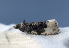 Buff-tipped Marble (Hedya ochroleucana)
