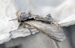 Swallow Prominent (Pheosia tremula)