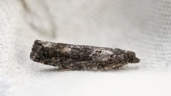 Dark Aspen Bell (Epinotia maculana)