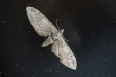 Dvergmålere (Eupithecia)