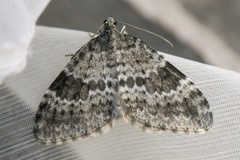 Grey Mountain Carpet (Entephria caesiata)