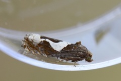 White-foot Bell (Epiblema foenella)