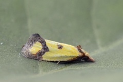 Knapweed Conch (Agapeta zoegana)