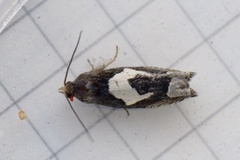 White-foot Bell (Epiblema foenella)