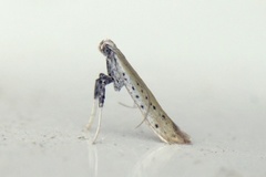 Ribwort Slender (Aspilapteryx tringipennella)
