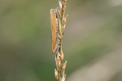 Barred Grass-veneer (Agriphila inquinatella)