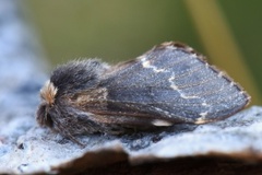 December Moth (Poecilocampa populi)