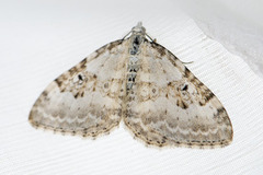 Silver-ground Carpet (Xanthorhoe montanata)