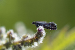 Cocksfoot Moth (Glyphipterix simpliciella)