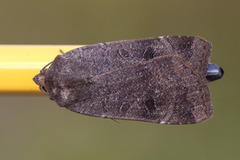 Lesser Yellow Underwing (Noctua comes)