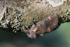 Iron Prominent (Notodonta dromedarius)