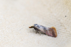 Breckland Conch (Falseuncaria degreyana)