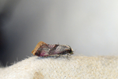 Breckland Conch (Falseuncaria degreyana)